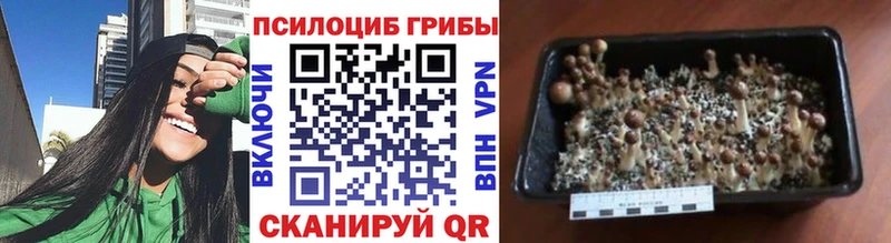 мега ONION Гремячинск Галлюциногенные грибы прущие грибы